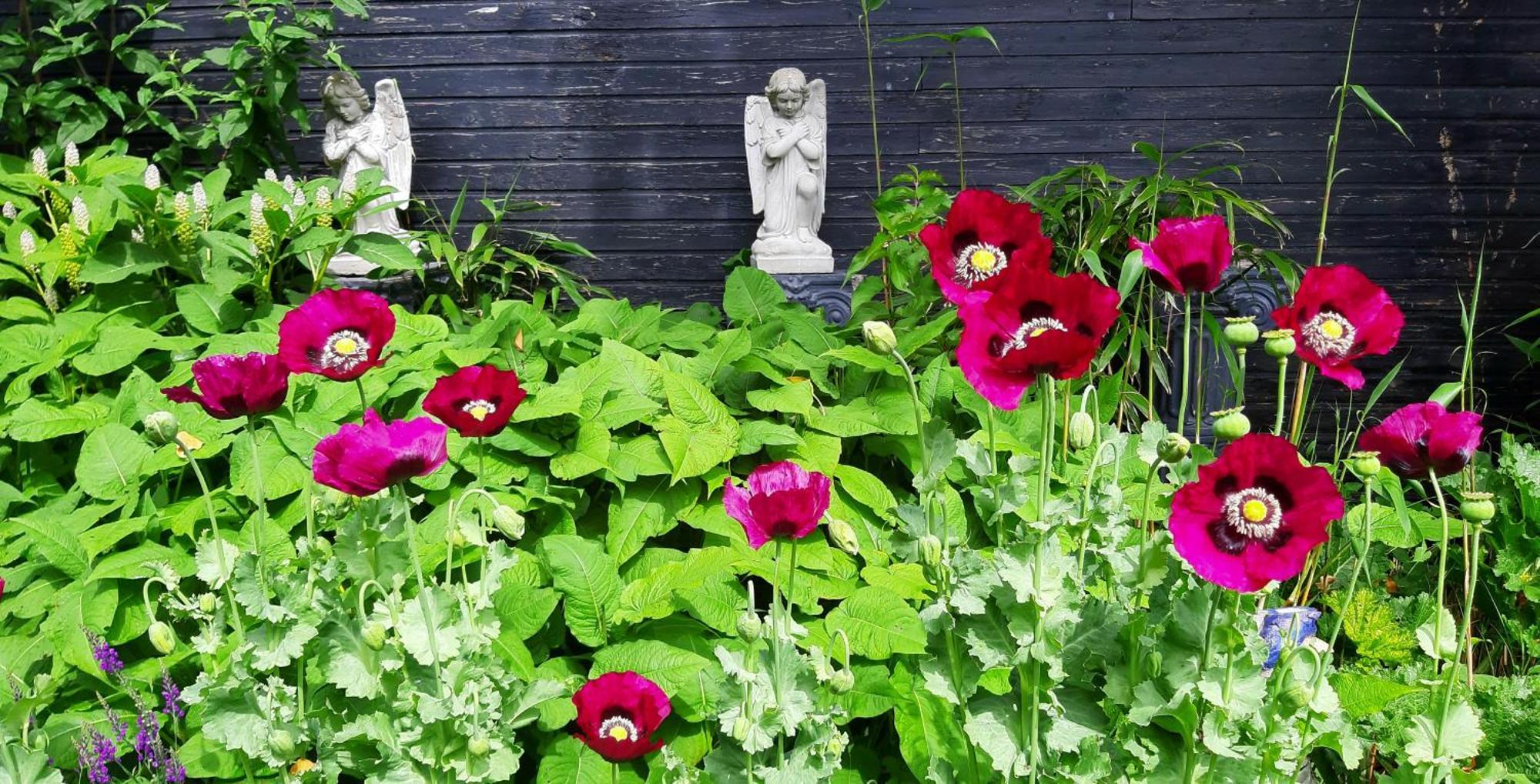 Tuinhuis Lutjewinkel المظهر الخارجي الصورة